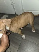 Champ, a male American Pit Bull Terrier for sale in St. Louis, MO – Photo 2 of 2