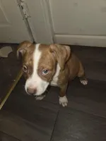 Champ, a male American Pit Bull Terrier for sale in St. Louis, MO – Photo 1 of 2