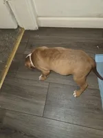  Cricket, a female American Pit Bull Terrier for sale in St. Louis, MO – Photo 2 of 2