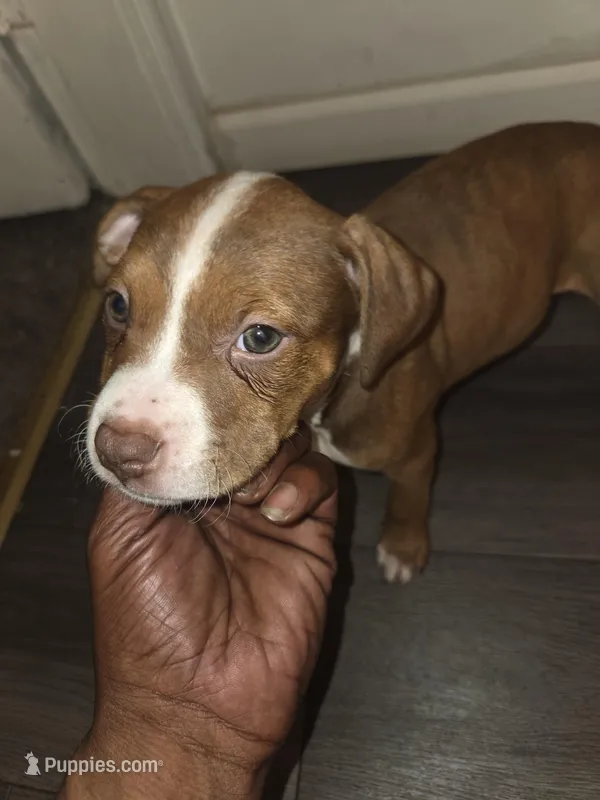  Cricket – American Pit Bull Terrier puppy for sale in St. Louis, MO