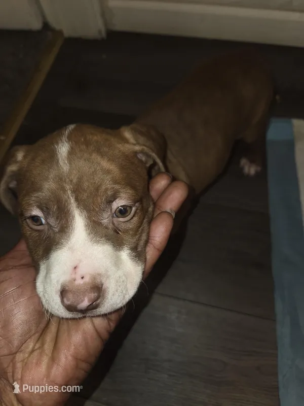 Chop – American Pit Bull Terrier puppy for sale in St. Louis, MO