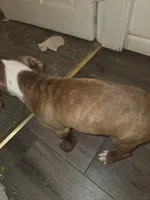 Chop, a male American Pit Bull Terrier for sale in St. Louis, MO – Photo 2 of 2