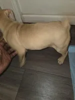 Cain, a male American Pit Bull Terrier for sale in St. Louis, MO – Photo 2 of 2