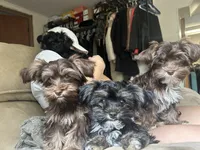 Carl, a male Havashire for sale in Bonney Lake, WA – 5 of 5