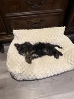 Carl, a male Havashire for sale in Bonney Lake, WA – 3 of 5