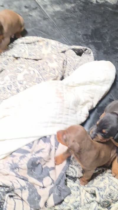 Thor , a male Doberman Pinscher for sale in Berkeley Springs, WV – 3 of 3