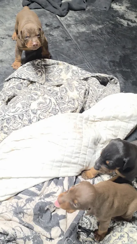 Thor  – Doberman Pinscher puppy for sale in Berkeley Springs, WV