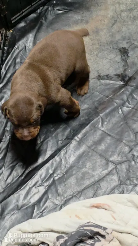 Gunner, a male Doberman Pinscher for sale in Berkeley Springs, WV – 1 of 2
