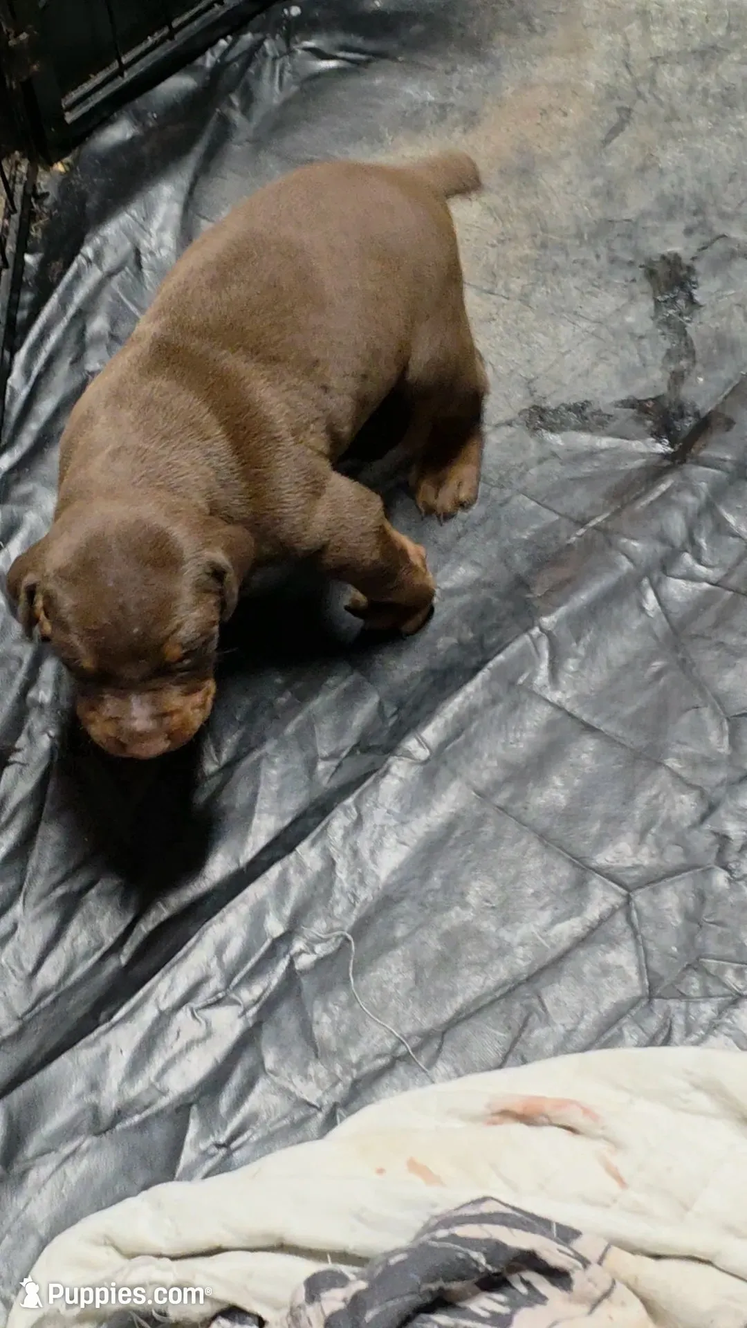 Gunner, a male Doberman Pinscher for sale in Berkeley Springs, WV – 1 of 2
