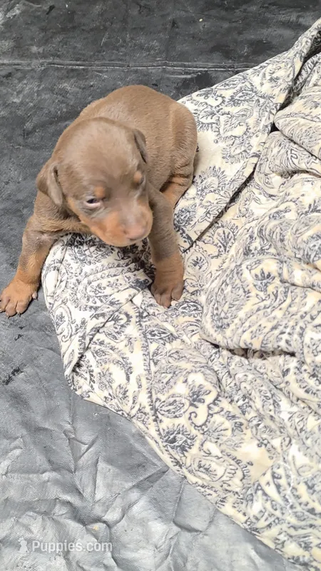 Lady – Doberman Pinscher puppy for sale in Berkeley Springs, WV