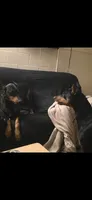 Gunner, a male Doberman Pinscher for sale in Berkeley Springs, WV – 2 of 2