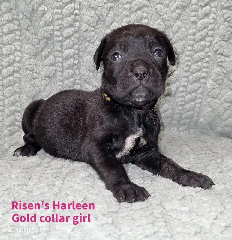 Harleen – Cane Corso puppy for sale in Carriere, MS