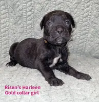 Harleen, a female Cane Corso for sale in Carriere, MS – 1 of 1