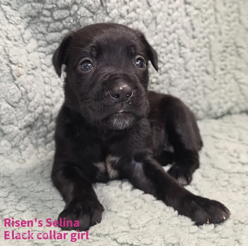 Selina – Cane Corso puppy for sale in Carriere, MS
