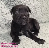 Selina, a female Cane Corso for sale in Carriere, MS – 1 of 1