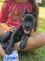 Logan, a male Cane Corso for sale in Carriere, MS – 4 of 6