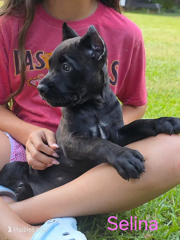 Selina – Cane Corso puppy for sale in Carriere, MS