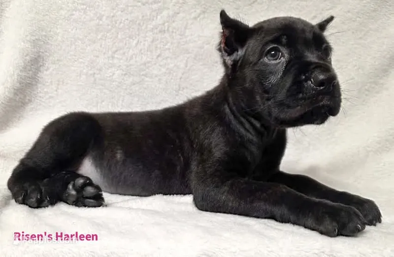 Harleen – Cane Corso puppy for sale in Carriere, MS