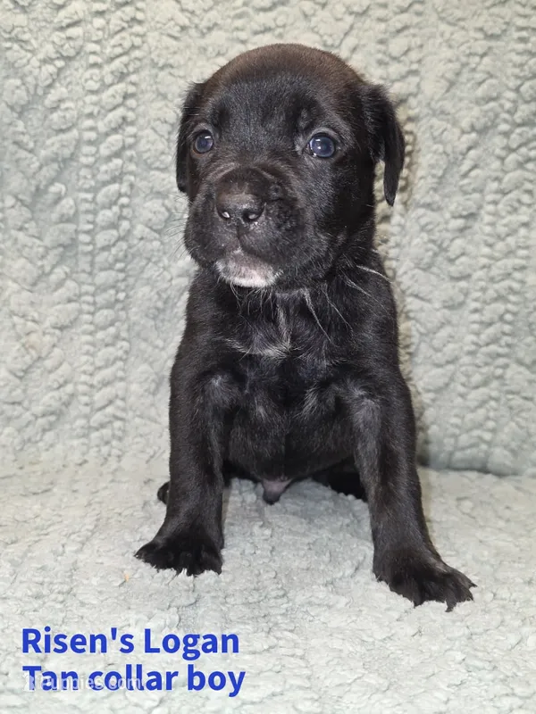 Logan – Cane Corso puppy for sale in Carriere, MS