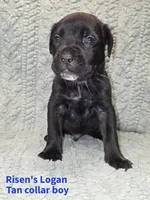 Logan, a male Cane Corso for sale in Carriere, MS – 1 of 1