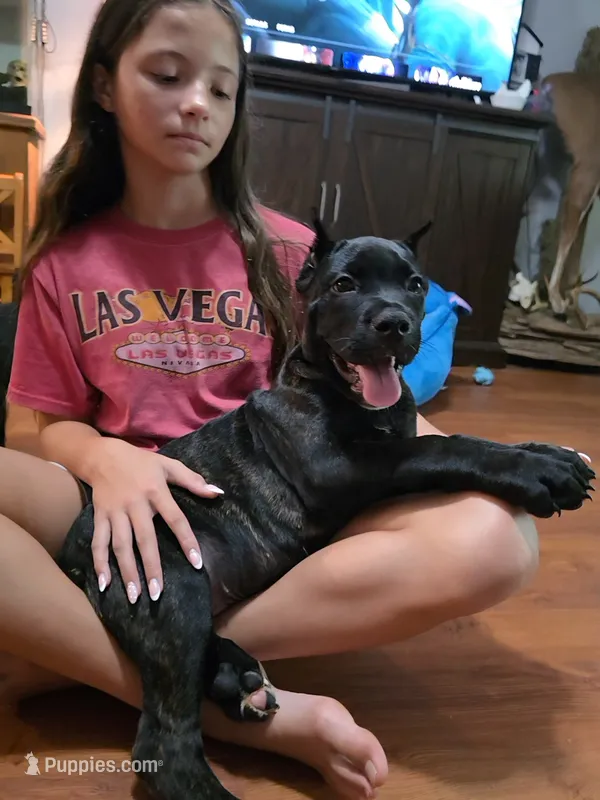 Logan – Cane Corso puppy for sale in Carriere, MS