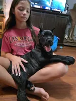 Logan, a male Cane Corso for sale in Carriere, MS – 1 of 6