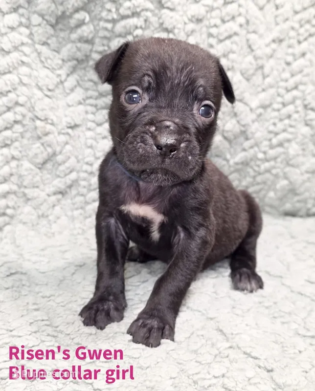 Gwen – Cane Corso puppy for sale in Carriere, MS
