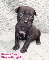 Gwen, a female Cane Corso for sale in Carriere, MS – 1 of 1