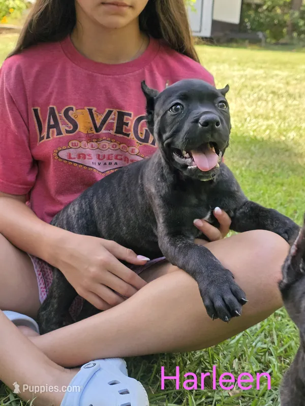 Harleen – Cane Corso puppy for sale in Carriere, MS