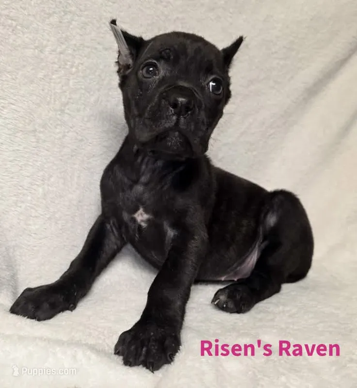 Raven – Cane Corso puppy for sale in Carriere, MS