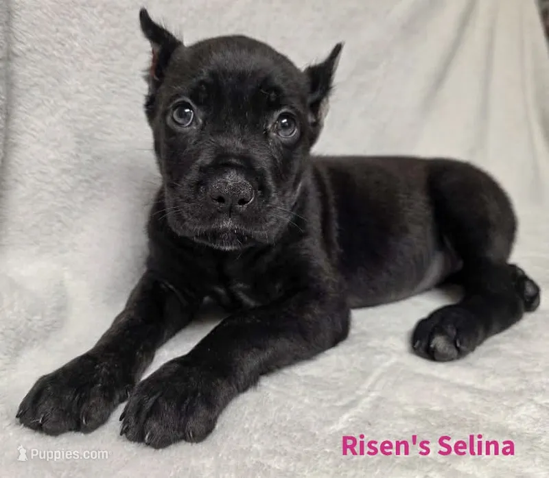 Selina – Cane Corso puppy for sale in Carriere, MS