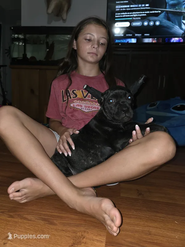 Raven – Cane Corso puppy for sale in Carriere, MS