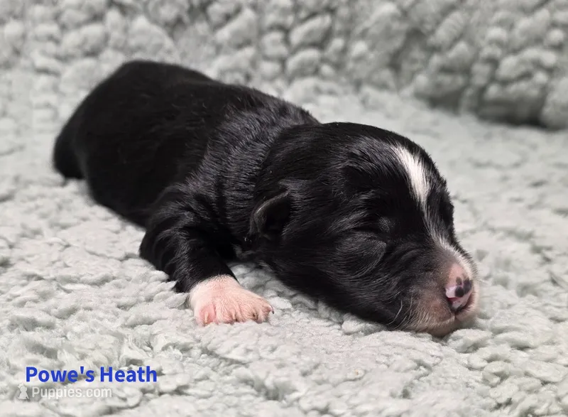 Heath – Miniature Schnauzer puppy for sale in Carriere, MS