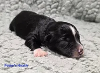 Heath, a male Miniature Schnauzer for sale in Carriere, MS – 1 of 1