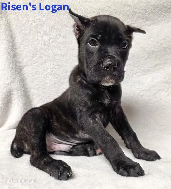 Logan – Cane Corso puppy for sale in Carriere, MS