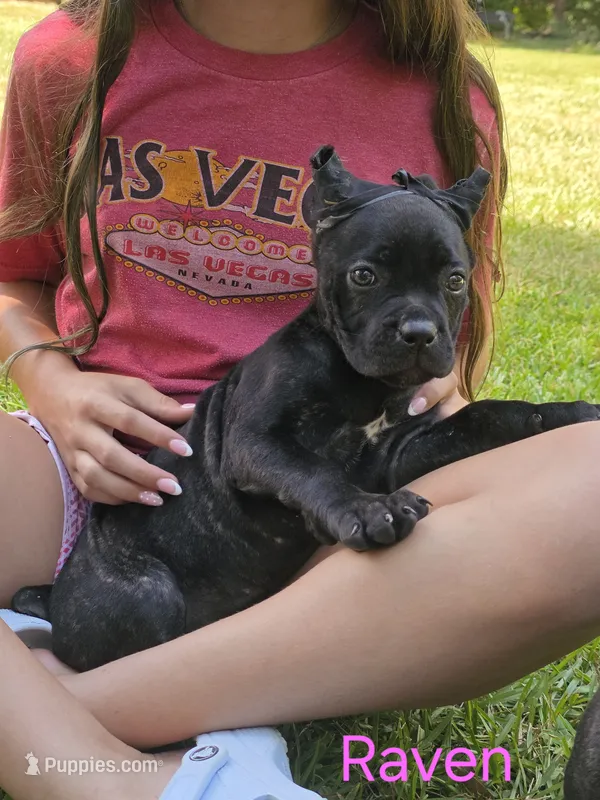 Raven – Cane Corso puppy for sale in Carriere, MS