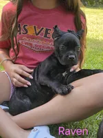 Raven, a female Cane Corso for sale in Carriere, MS – 1 of 4