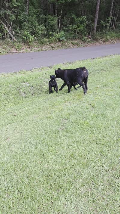 Logan, a male Cane Corso for sale in Carriere, MS – 2 of 6