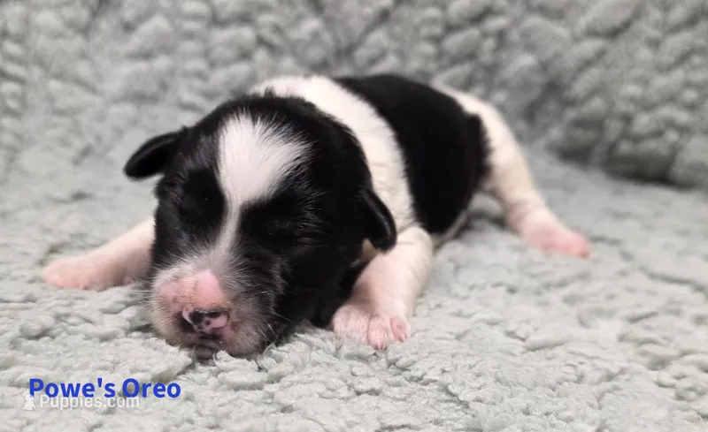 Oreo – Miniature Schnauzer puppy for sale in Carriere, MS
