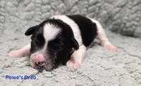 Oreo, a male Miniature Schnauzer for sale in Carriere, MS – 1 of 1