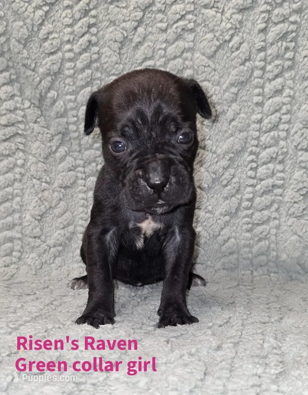 Raven – Cane Corso puppy for sale in Carriere, MS