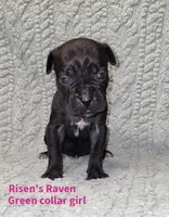 Raven, a female Cane Corso for sale in Carriere, MS – 1 of 1