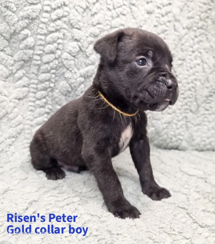 Peter – Cane Corso puppy for sale in Carriere, MS