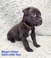Peter, a male Cane Corso for sale in Carriere, MS – 1 of 1