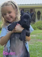 Raven, a female Cane Corso for sale in Carriere, MS – 2 of 4
