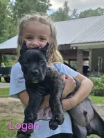 Logan, a male Cane Corso for sale in Carriere, MS – 3 of 6