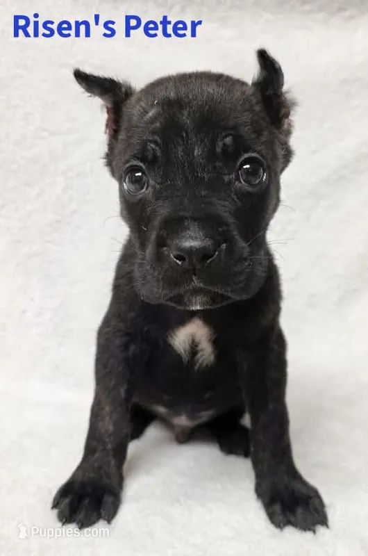 Peter – Cane Corso puppy for sale in Carriere, MS