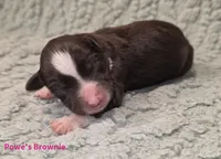 Brownie, a female Miniature Schnauzer for sale in Carriere, MS – 1 of 1