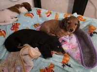 Copper, a male Miniature Dachshund for sale in Virginia Beach, VA – 7 of 10