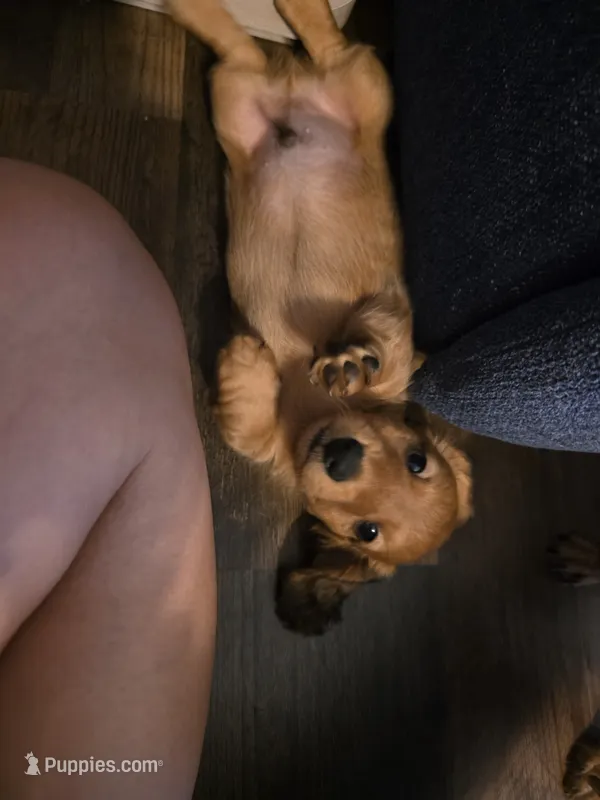 Copper – Miniature Dachshund puppy for sale in Virginia Beach, VA